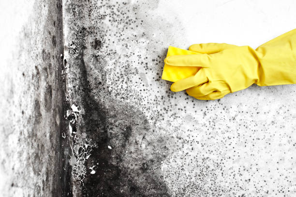 Professional Mold Remediation in Chattanooga Valley, GA