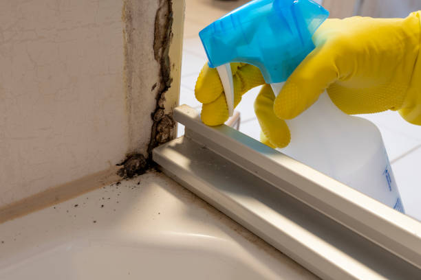 Trusted Chattanooga Valley, GA Mold Remediation Experts