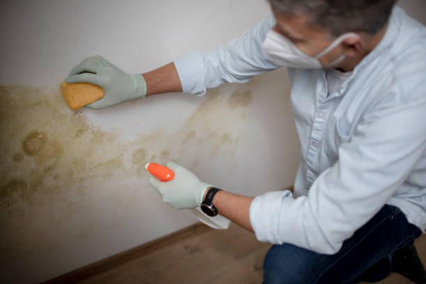 Best Insurance-Related Mold Remediation in Chattanoo Valley, GA