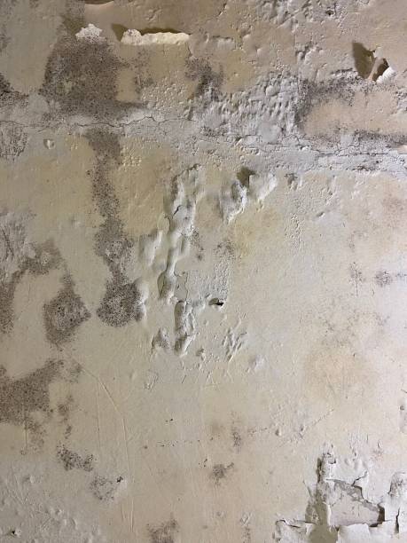Best Commercial Mold Remediation in Chattanoo Valley, GA
