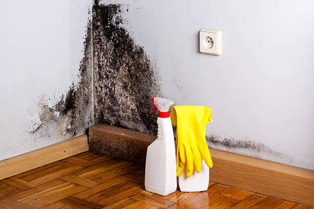 Best Crawl Space Mold Remediation in Chattanoo Valley, GA
